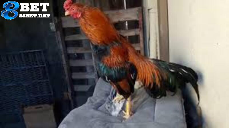 Giới thiệu về dòng gà Asil, đặc điểm nhận dạng chuẩn xác 4 Nguồn gốc và lịch sử về giống gà Asil