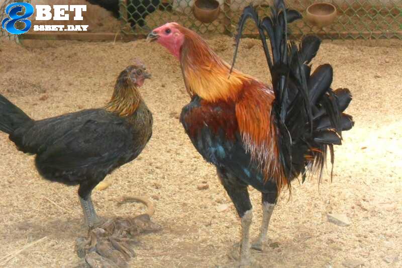 Ngoại hình nổi bật giúp anh em dễ dàng nhận biết giống gà chọi Peru