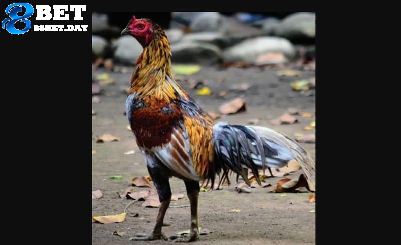 Gà Banaba là giống gà cực kỳ nổi tiếng tại Philippines