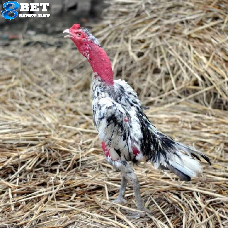 Chia sẻ nguồn gốc, đặc điểm và cách nhận biết giống gà nòi 4 Tường tận về nguồn gốc và lịch sử của gà nòi